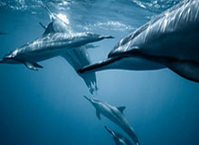 167棋牌-连续运作只为戴维斯 湖人管理层令浓眉哥喜极而泣